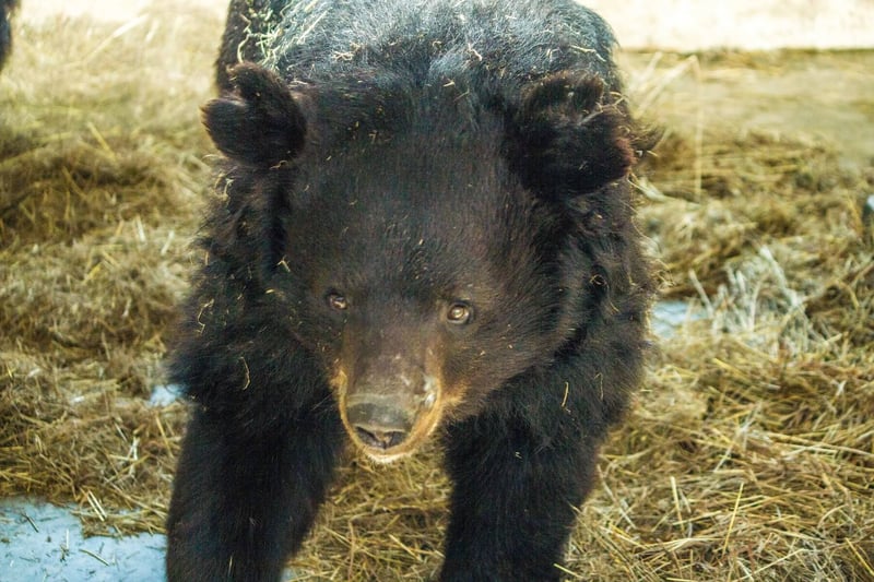 Bear at the Balkasar sanctuary