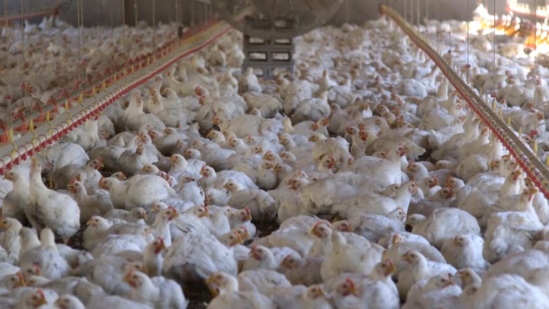 10 things you should know about factory-farmed meat chickens