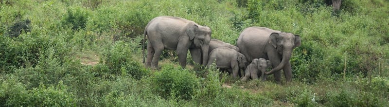 Wild elephant family