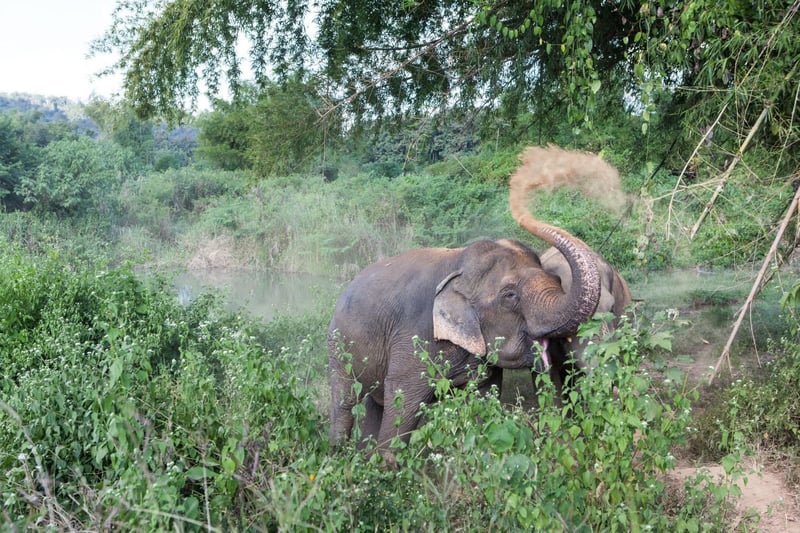 Elephant friendly venues:  Better for elephants and people