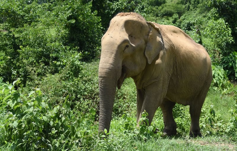 World Elephant Day - Wildlife. Not Entertainers - World Animal Protection