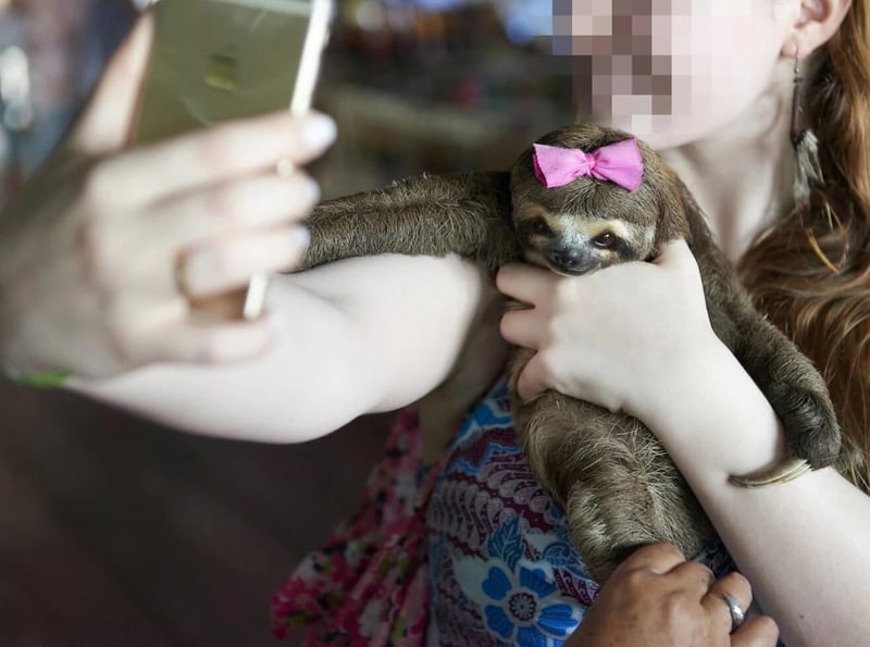 Sloth being used for selfies