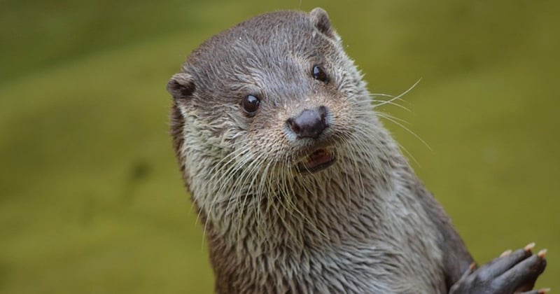 A wild smooth coated otter