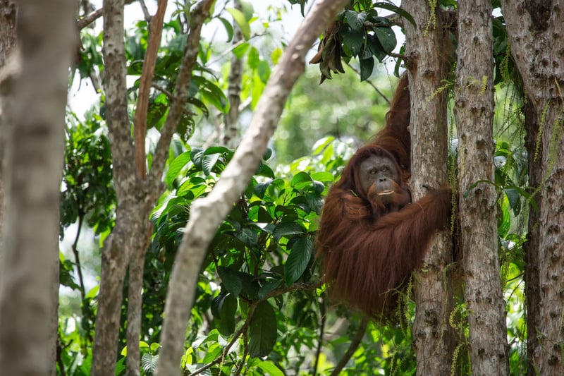 Mamalasa the orangutan high up in a tree at BOS Foundation’s Badak Kecil.