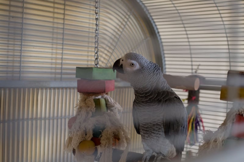 A day in the life of a pet parrot