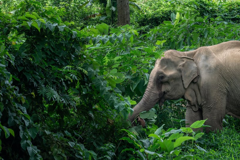 Elephant foraging in high welfare venue