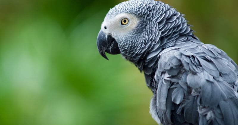 A day in the life of a poached parrot