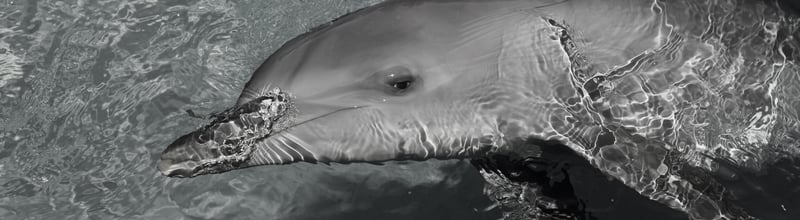 Captive dolphin at Sea World, Australia (image is in black and white)
