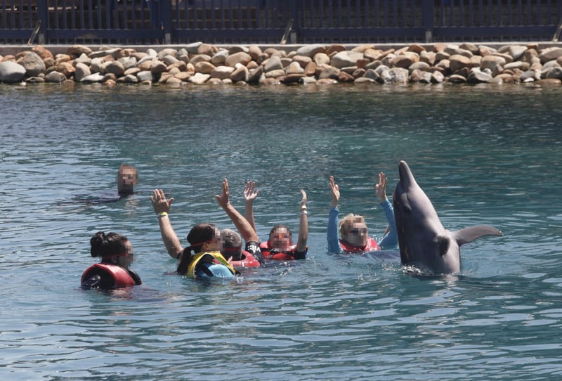 Dolphins in entertainment at Sea World, Australia