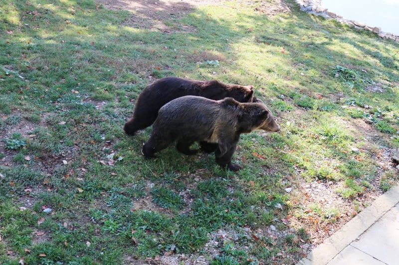 Katia and Dasha take their first steps of freedom at the Libearty Bear Sanctuary.