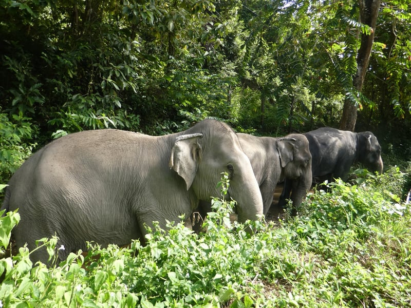Elephants Tanwa, Sow, and Jahn at the Following Giants venue