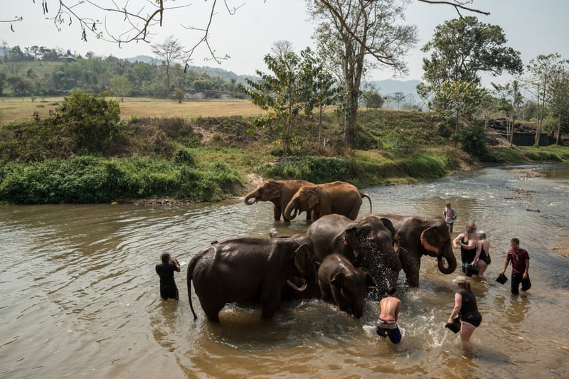 The cruelty involved in elephant bathing