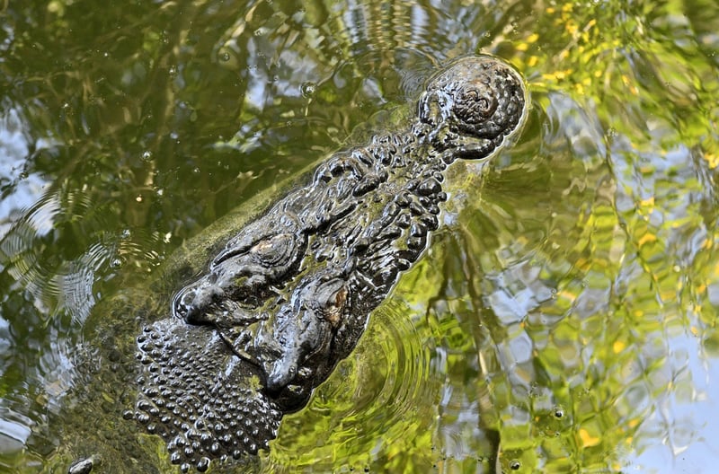 In crocodile farms and tourism venues, crocodiles are kept in crowded, restrictive enclosures and denied the ability to engage in natural behaviours.