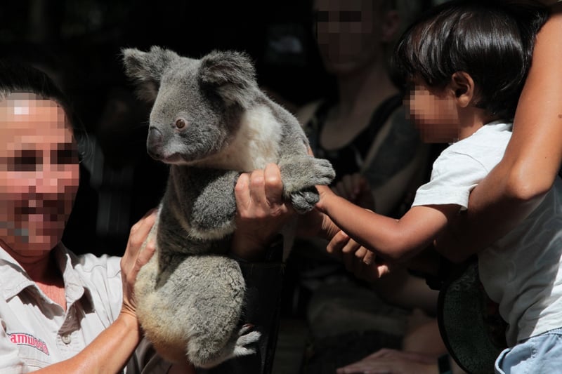 Koalas captive for visitor cuddles 
