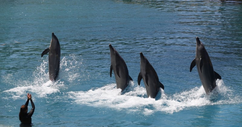 Dolphins leap from pool to perform trick
