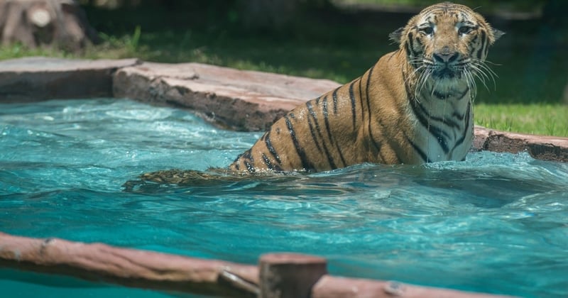 Tiger torture: It's time to end the show
