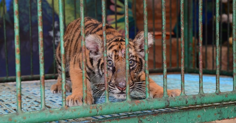 tiger cub in cage