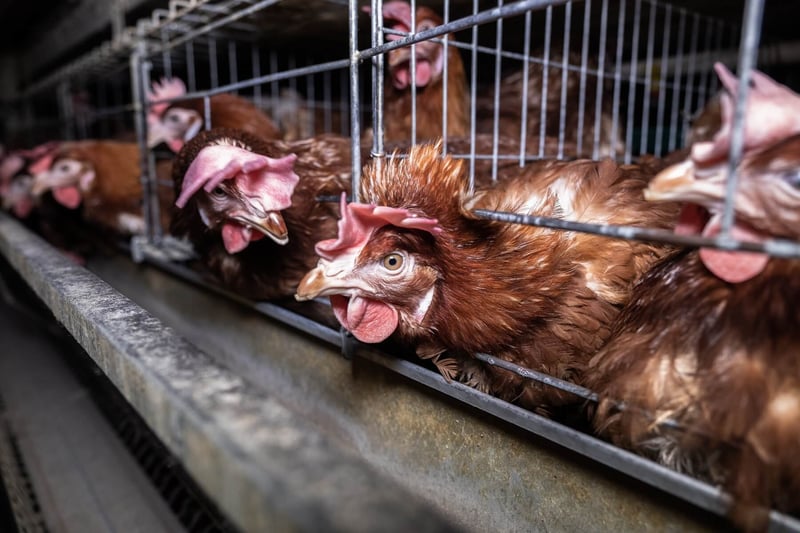 Australian layer hens confined to battery cages