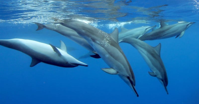 Dolphins in the wild