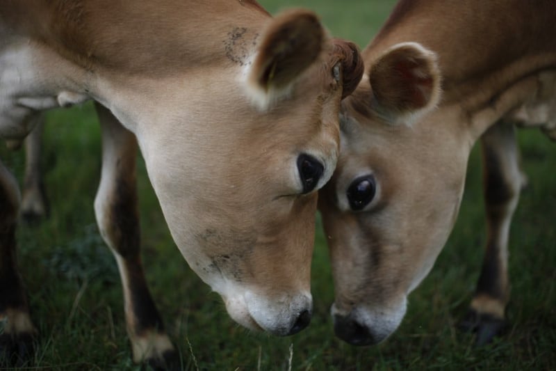 Two Danish Jersey cows at Svanhold Gods organic farm in Denmark.