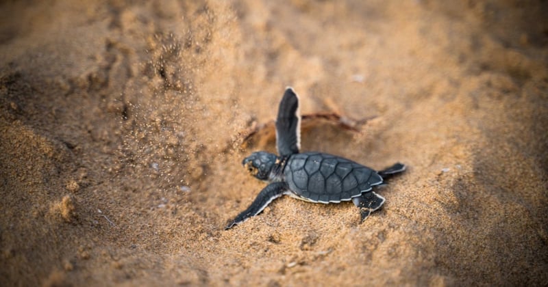 New born turtle.