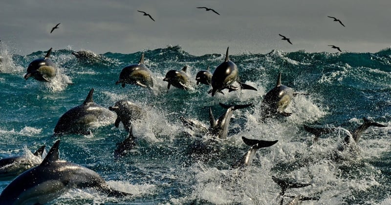 A pod of dolphins swimming in the ocean with birds soaring above