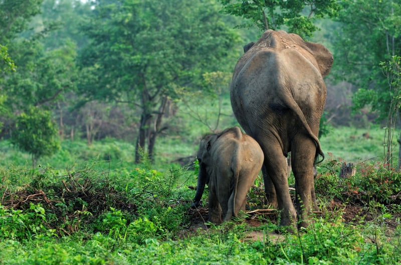 Intelligent and emotional: Elephants should never be ridden