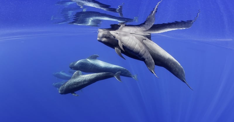 Dolphins underwater at Whale Heritage Site Tenerife La Gomera - Francis Pérez