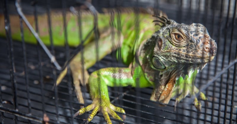 caged iguana