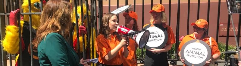 Protest calling on a ban of battery cages in front of Parliament House in Sydney, October 2019