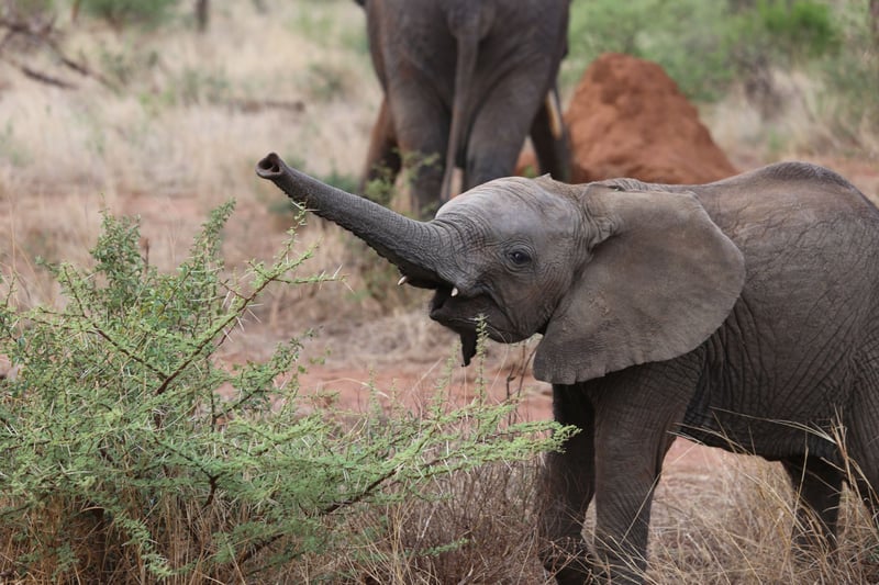 Baby Elephants | World Animal Protection