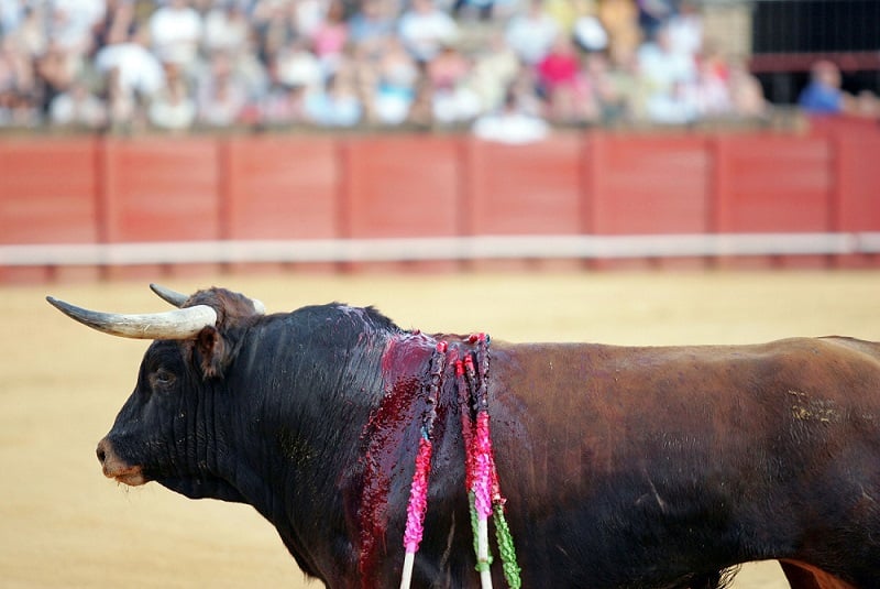 Cruelty of 'Running with the bulls' exposed