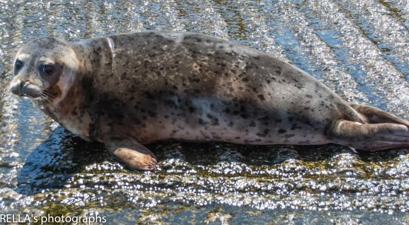 Rescued seal released back into wild