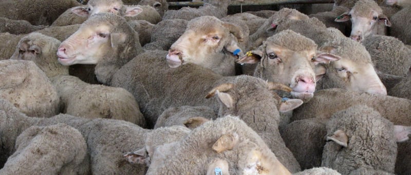 Sheep on a crowded live export vessel