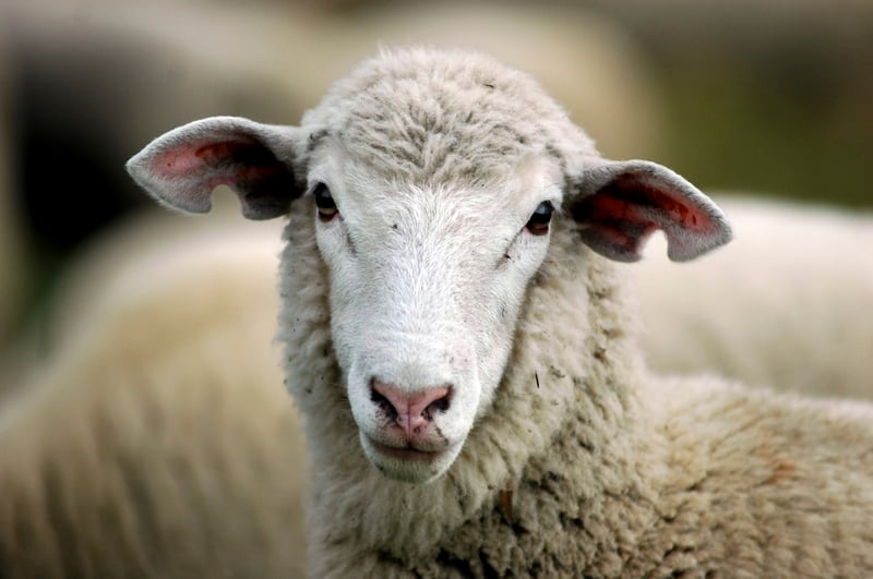 An Australian Sheep
