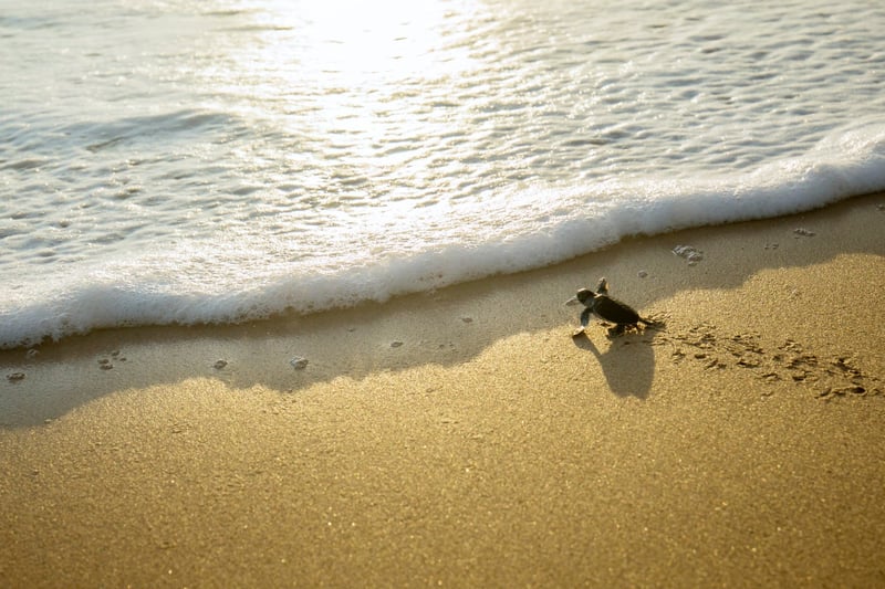 Baby sea turtle entering the water. 