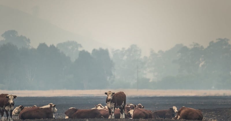 Cattle grazing in a dry and fire-scorched landscape near Corryong