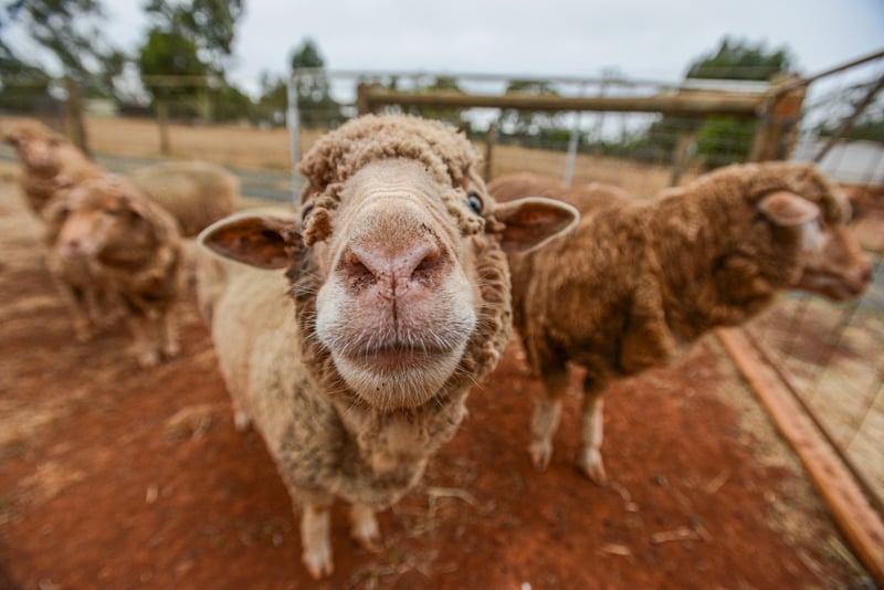 Australian Sheep by Jo Anne McArthur and We Animals Media