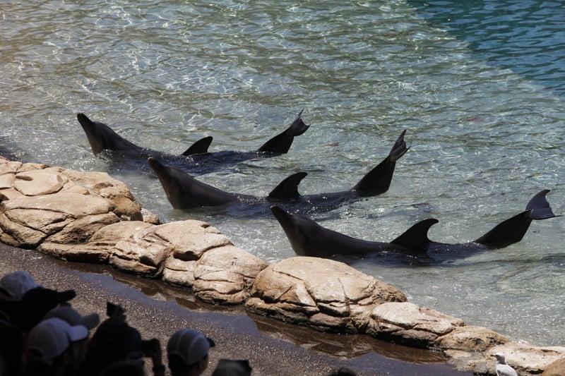 Captive dolphins at Sea World 