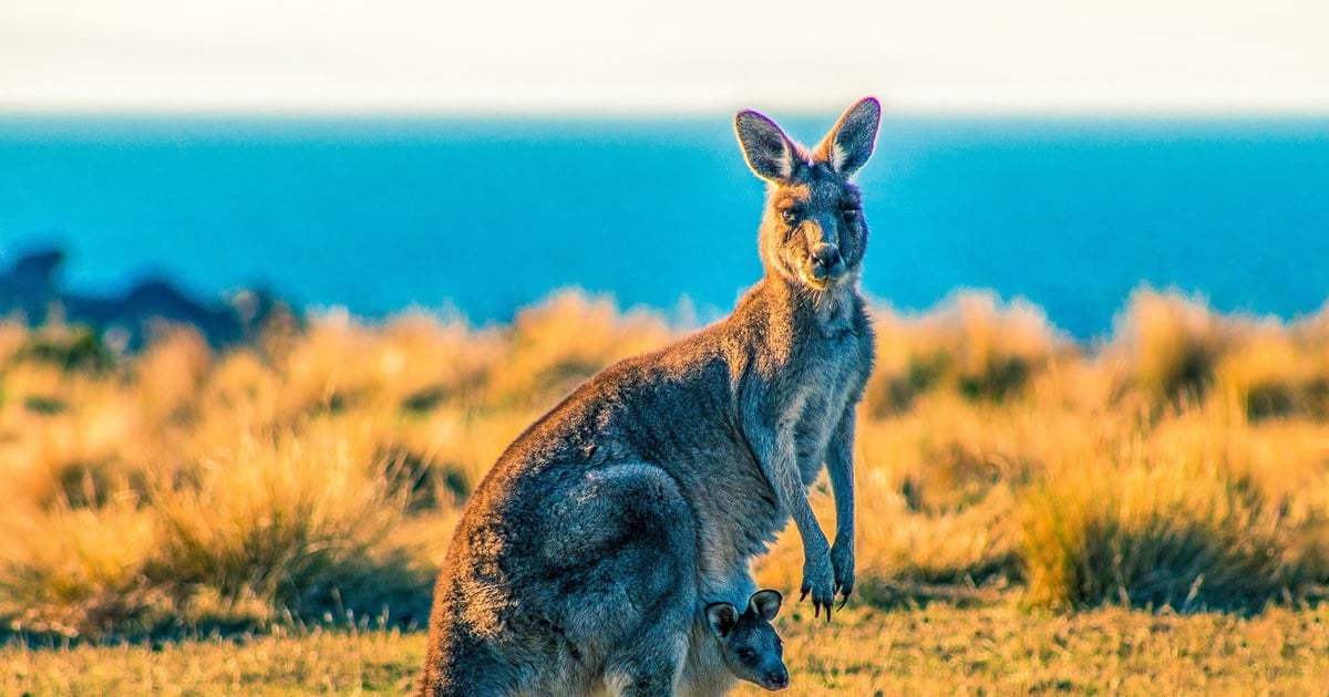 interesting-kangaroo-facts-free-colouring-pages-for-kids for Free Printable Pictures Of Kangaroos Interesting Kangaroo Facts | FREE Colouring Pages For Kids for Free Printable Pictures Of Kangaroos