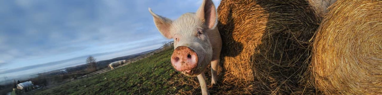 A pig. Credit: Jo-Anne McArthur / We Animals Media
