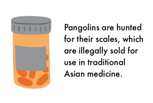 Pangolin