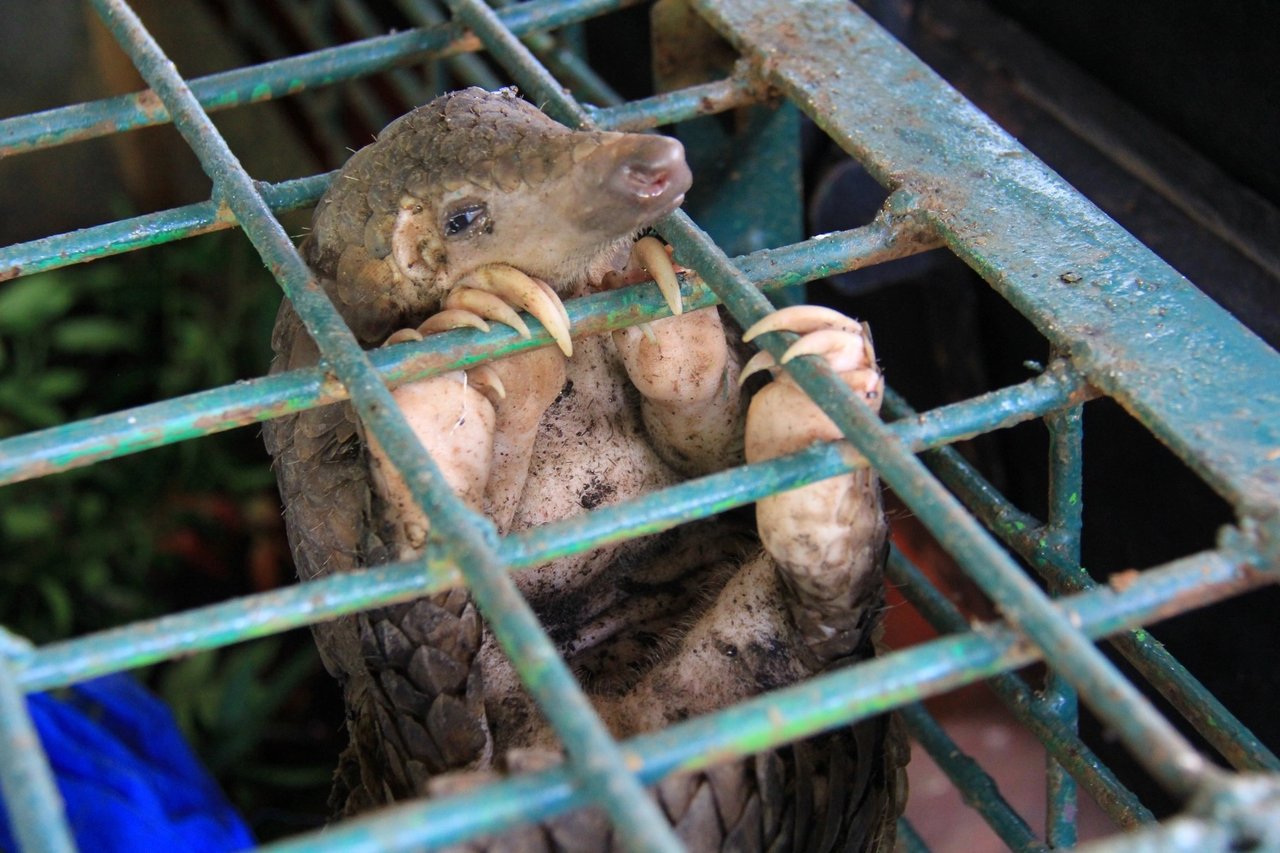 Pangolin