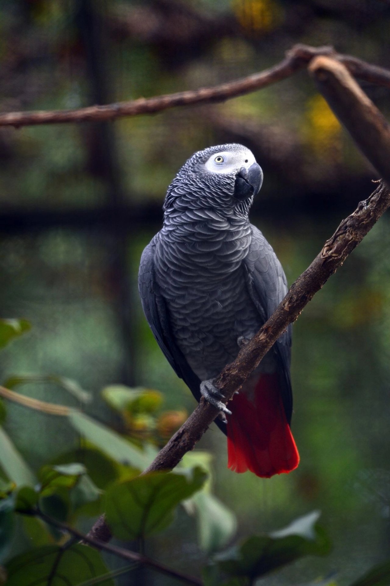 Parrot