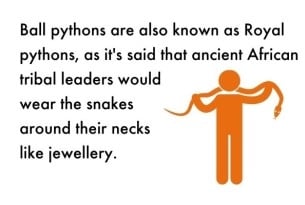 Snakes