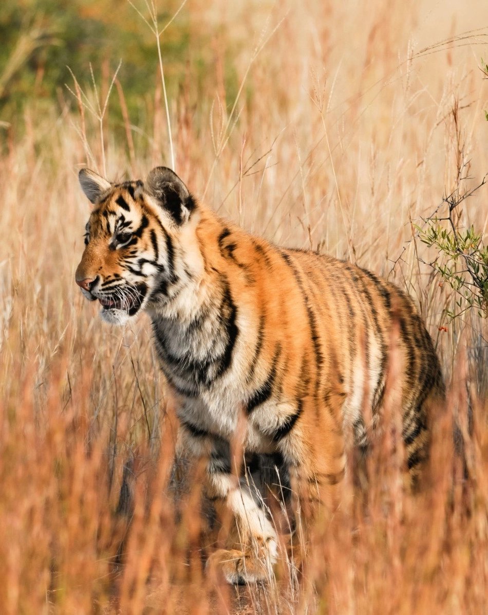 Tiger