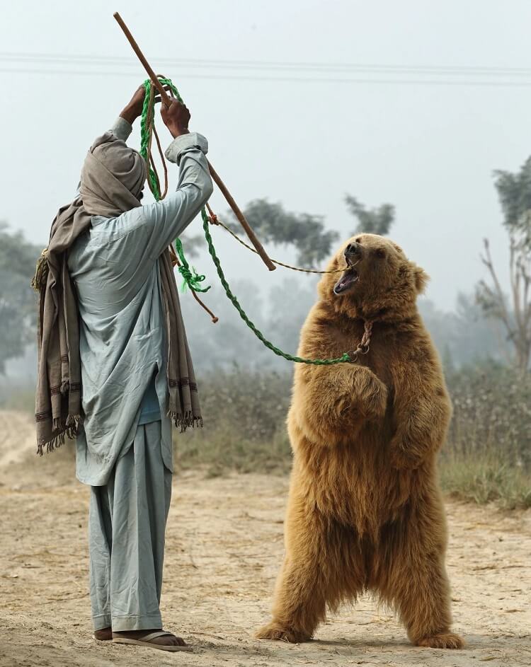 Himalayan brown bear