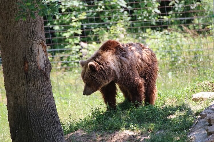 Tanya the female brown bear