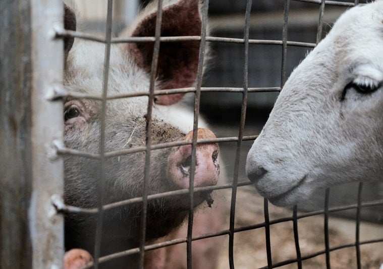 Pig and sheep on a saleyard, Victoria, Australia