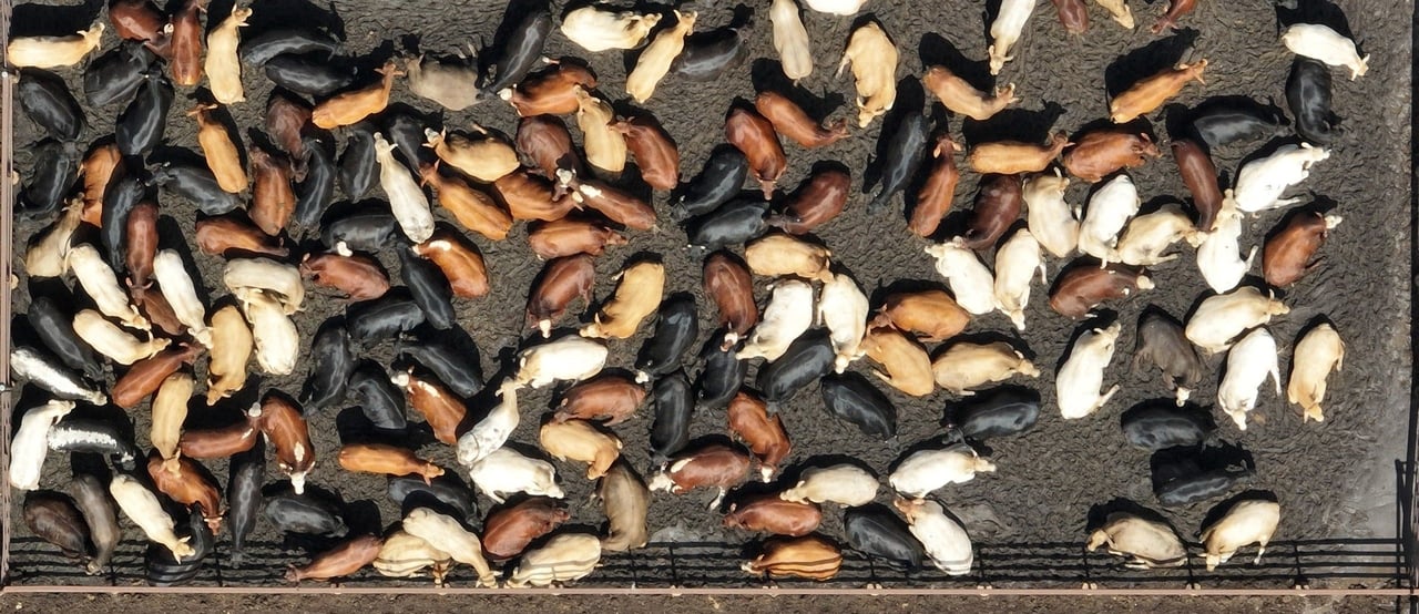 Beef City cattle feedlot